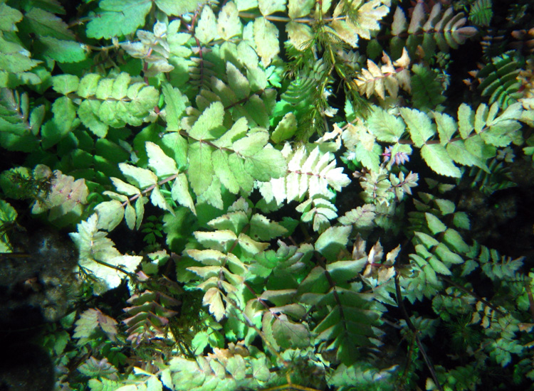 Immersione a Capo D''Acqua (AQ)